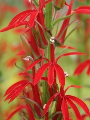 A student examines tadpoles in a bucket at NKU REFS.