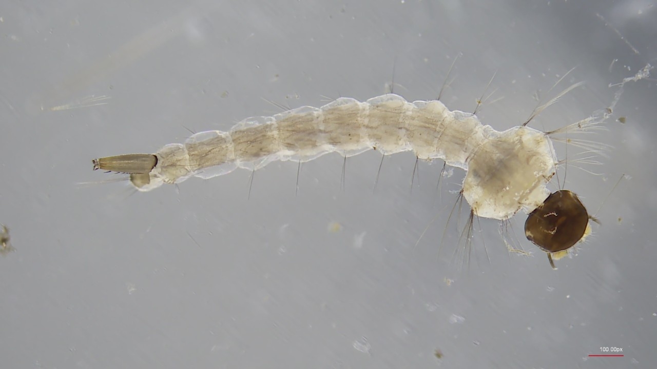 mosquito larvae