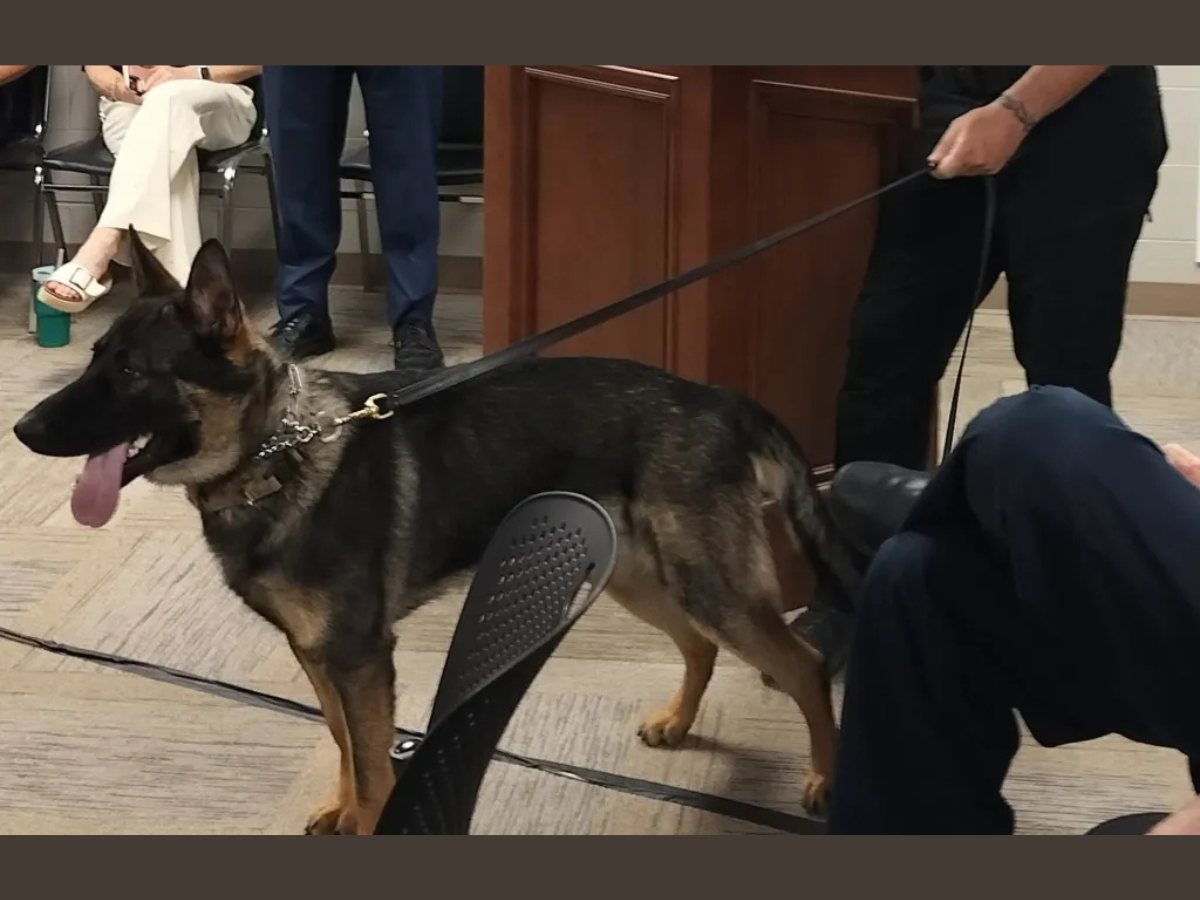 dogs in courtroom